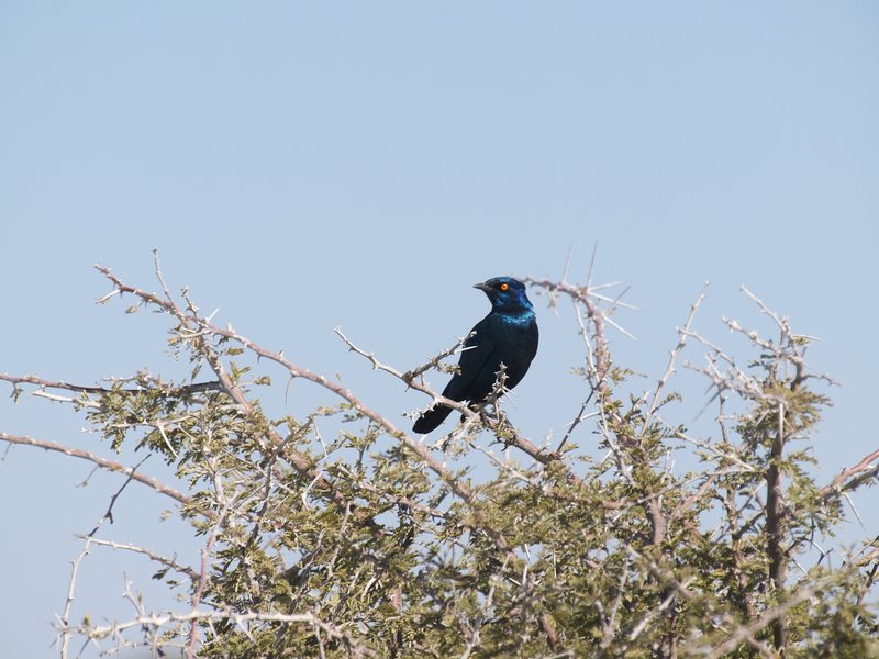 Bird, Etosha National Park
